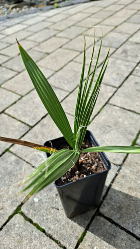 Washingtonia robusta sämling - washingtonia,